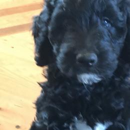 Goldendoodle Puppies from Miss Nancy’s Goldendoodles