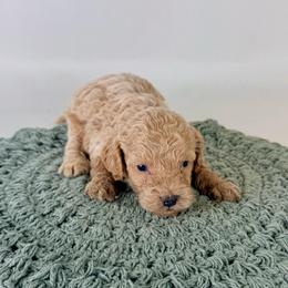 Franklin - Brown male Bernedoodle puppy in Goldsboro, North Carolina from The Grantham House