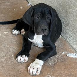Bruce - Black male Great Dane puppy in Albuquerque, New Mexico from Legacy Danes