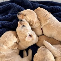 Male 3 - Light golden male Golden Retriever puppy in Rainier, Washington from Hanson’s NW Goldens & Doodles