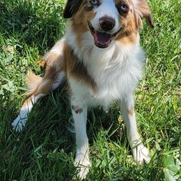 JASS - Miniature American Shepherd