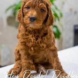 Goldendoodle Puppies from Hey Doods Doodles LLC
