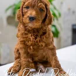 Goldendoodle Puppies from Hey Doods Doodles LLC