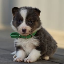 Sicily (green) - Tri-color male Border Collie puppy in Lodi, California from R3 Sport Dogs (Rafter 3 Ranch)