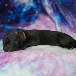 Solara - Black female Shiloh Shepherd puppy in Seville, Ohio from Nocturnal Farm Shiloh Shepherds