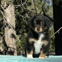 Girl 2 - Black tri Miniature American Shepherd puppy in New Mexico from Von Südwest German Shepherds and Mini American Shepherds