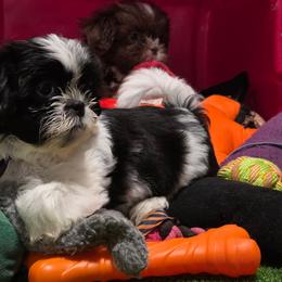 Girl Two purple collar - Black and white female Shih Tzu puppy in New Bern, North Carolina from Kuddly Creatures