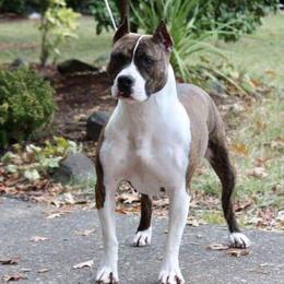 Rayne - American Pit Bull Terrier
