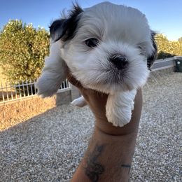 Max - Liver and white male Shih Tzu puppy in Apple Valley, California from Garcia_shihtzu