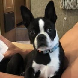 Boston Terrier and Golden Retriever All Grown Up from Melissa Holifield