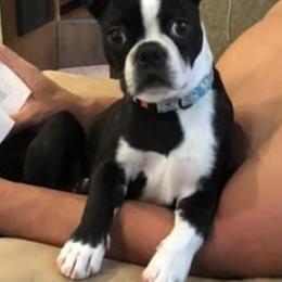 Boston Terrier and Golden Retriever All Grown Up from Melissa Holifield