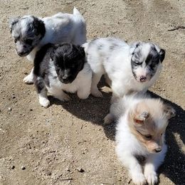 Shetland Sheepdog Puppies from Shantel Shelties