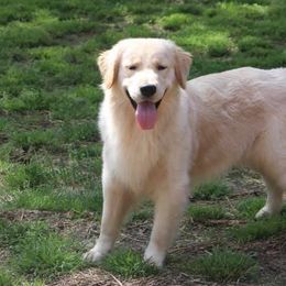 Golden Retrievers from Rivertowne Retrievers