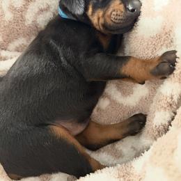 Blue collar - Black and rust male Doberman Pinscher puppy in Vicksburg, Mississippi from Mississippi K9 Kennel