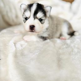 Girl 1 - Silver and white female Pomsky puppy in Yavapai County, Arizona from Pawsh Pomskies