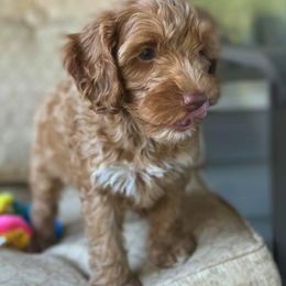 Australian Labradoodle Puppies from Clear Water Labradoodles