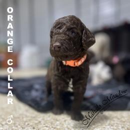 Poodle Puppies from Mahalo Meadow Farm