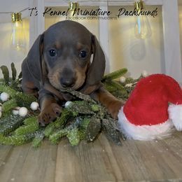 Scout - Blue and tan Dachshund puppy in Poplarville, Mississippi from T's Kennel