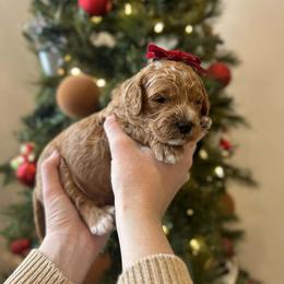 Holly - Red  female Goldendoodle puppy in Indianapolis, Indiana from Indy Doodle Co.