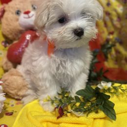 Maltese Puppies from The Royal Furbabies
