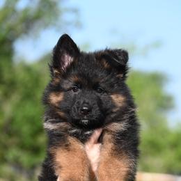 Reece - Black and red male German Shepherd puppy in Azle, Texas from Nuckols-Alsup Canines German Shepherds