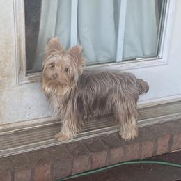 Mindy - Yorkshire Terrier