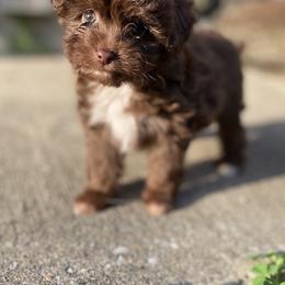 Puppy 3 - Brown and white female Aussiedoodle puppy in Spring Hill, Tennessee from Duke's Mini & Toy Australian Shepherds & Aussiedoodles