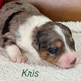 Kris - Blue merle male Aussiedoodle puppy in Burbank, Ohio from Berns & Doodles