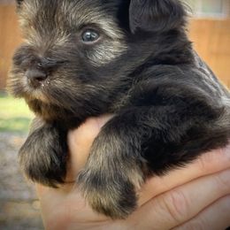 Miniature Schnauzer Puppies from K&K Precious Tx schnauzers