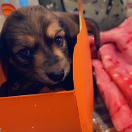 Rockie - Chocolate and tan male Dachshund puppy in Pueblo, Colorado from Nikas Baby Beanz LH Dachshunds