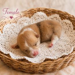Skye - Sable merle and white female American Corgi puppy in Missouri from Country Legends Aussies & Corgis