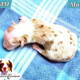 Mateo - Red merle male Miniature Australian Shepherd puppy in Punta Gorda, Florida from Christie's Creekside Aussies