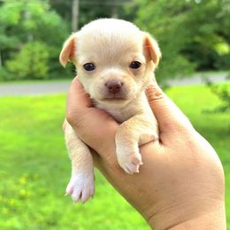 Girl 3 - Fawn female Chihuahua puppy in Vineland, New Jersey from Royal Companion's