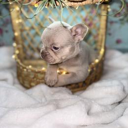 Boy 3 - Tricolors male French Bulldog puppy in Minco, Oklahoma from Findley’s Furbabies