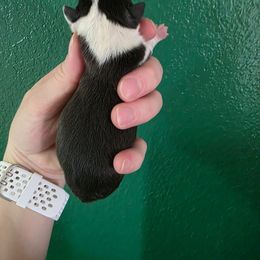 Male 1 - Black brindle and white male Boston Terrier puppy in Denver, Colorado from Diamonds In The Ruff Boston Terriers