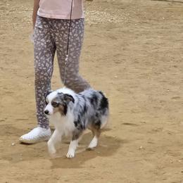 Toy Australian Shepherd puppies from Hoffman Forest Acres LLC