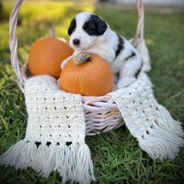 Caucasian Shepherd Dog, Labradoodle, and Saint Bernard Puppies from Blue Line Kennels