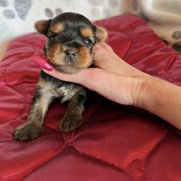 Judy - Blue and gold female Yorkshire Terrier puppy in Kendallville, Indiana from Yorkies Kisses