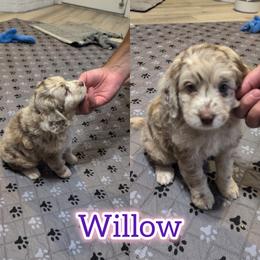 Willow - Merle female Saint Berdoodle puppy in Garland, Texas from Brewer's Doodles and French Bulldogs
