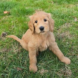 Polly - Apricot female Goldendoodle puppy in Georgetown, Tennessee from Georgetown Designer & Purebred Puppies