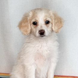 Petal - Apricot female Aussiedoodle puppy in Shiocton, Wisconsin from White Star Acres