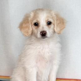 Petal - Apricot female Aussiedoodle puppy in Shiocton, Wisconsin from White Star Acres