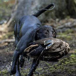 Briley - Labrador Retriever