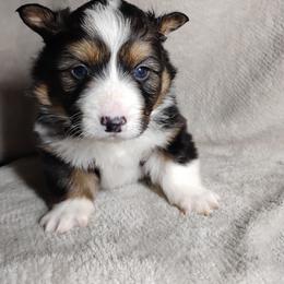 Silver Collar - Black and tan male Pembroke Welsh Corgi puppy in Yelm, Washington from Tolbolton Creek Corgis