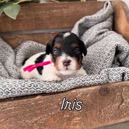Iris - Black and tan Havapoo puppy in South Jordan, Utah from Meadowlark Doodles