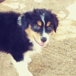 Australian Shepherds from Rusty Bucket Australian Shepherds