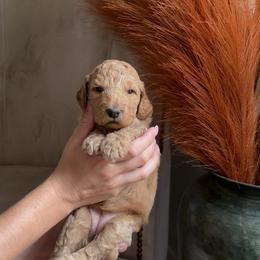 Maple - Apricot female Goldendoodle puppy in Easley, South Carolina from Our Darling Doodles