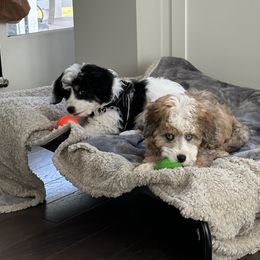 Aussiedoodle and Bernedoodle Puppies from LolliPop Farms