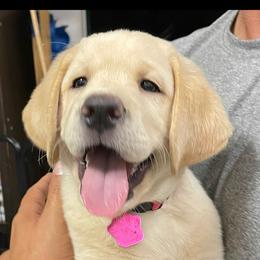 Labrador Retriever Puppies from Jewell Labradors