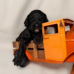 Bernedoodle and Goldendoodle Puppies from DLV Doodles